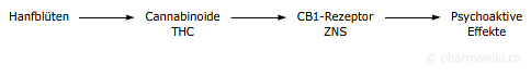 [Bild: Cannabinoide_2.png]