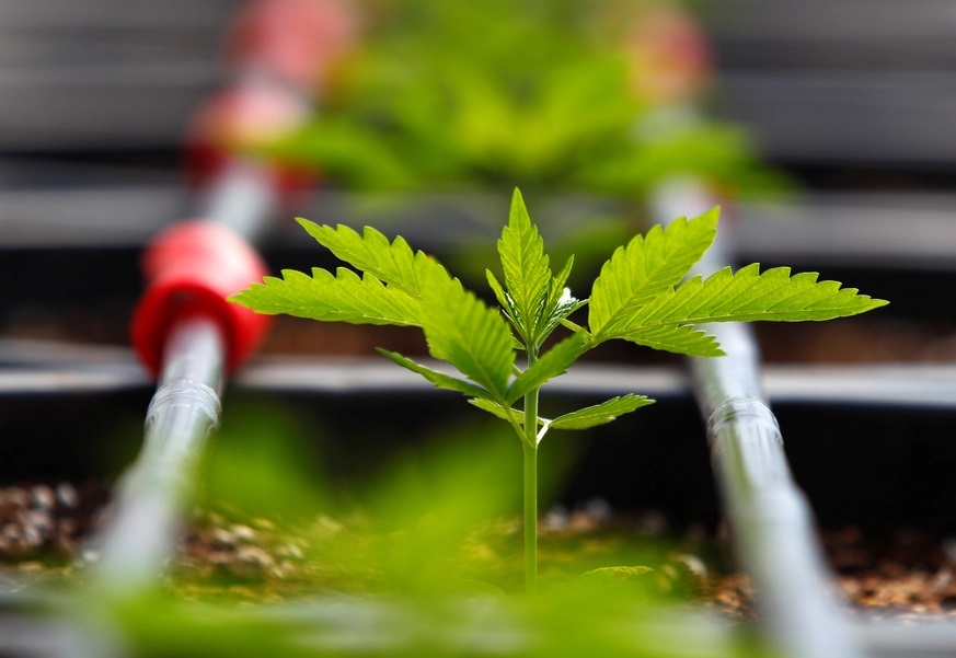 [Bild: Seit%20Legalisierung%20in%20Kanada.jpg]
