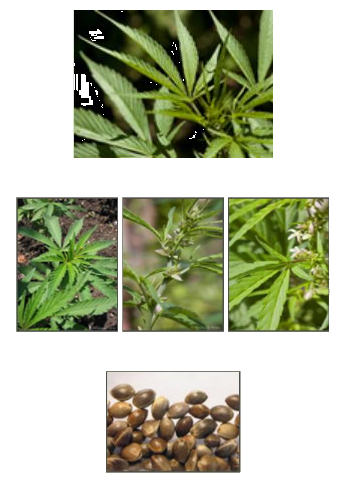 [Bild: cannapflanz.png]